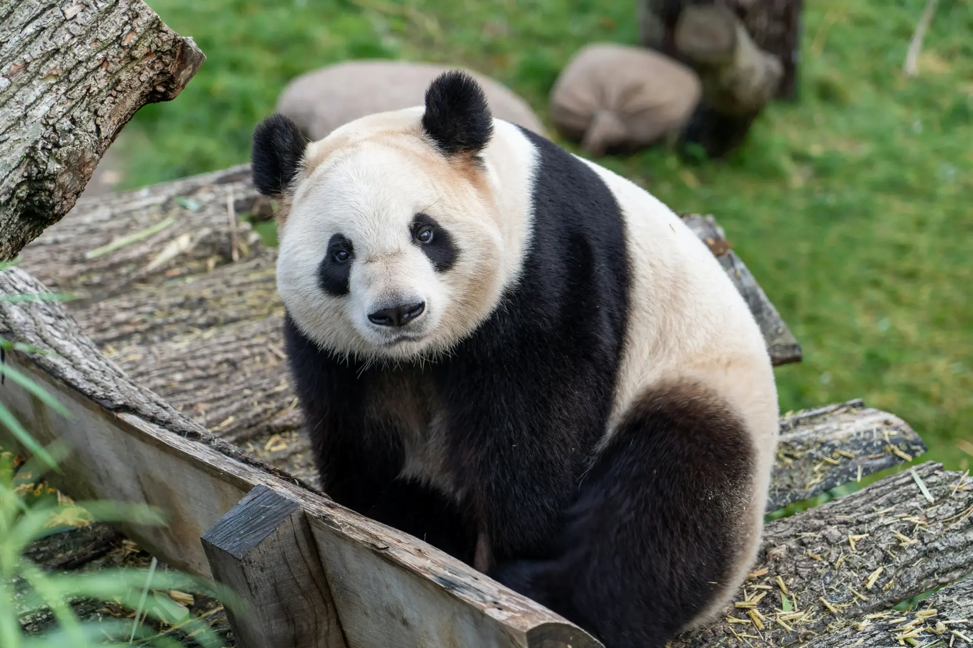 Giant Panda Sanctuary