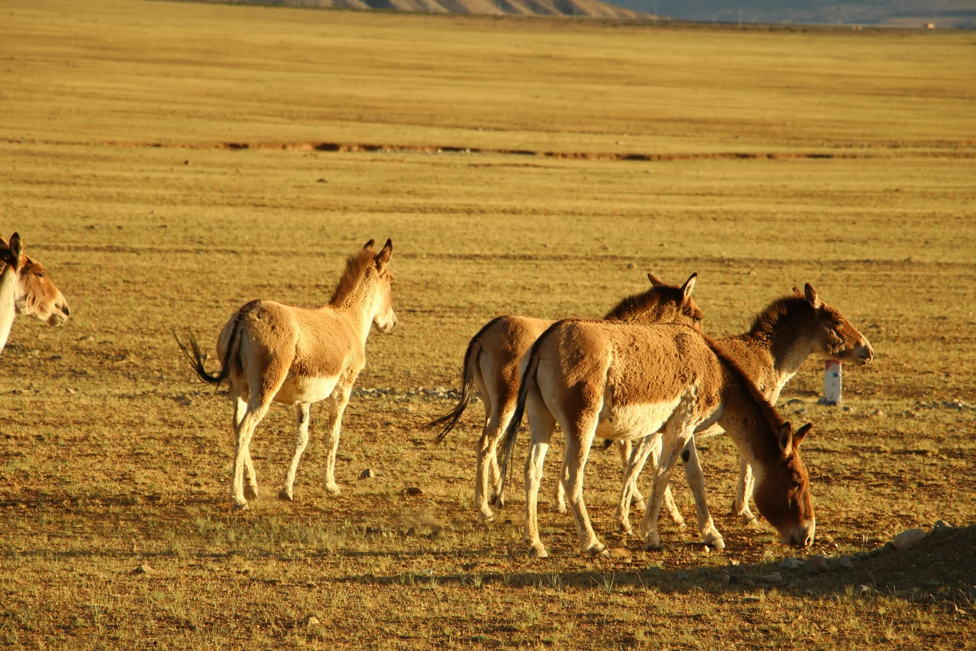 China Alpine Health Alert (Peak Summer Season): Navigating the 'Free-Roaming Mastiff Threat' & Rabies RIG Supply Chain Vacuum