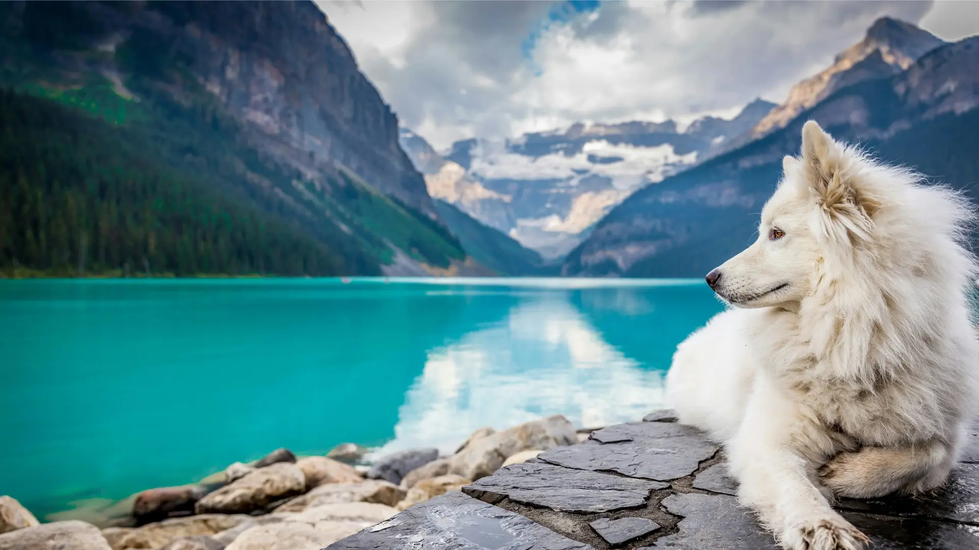 Traveling with Pets in China: A Complete Feasibility & Logistics Guide