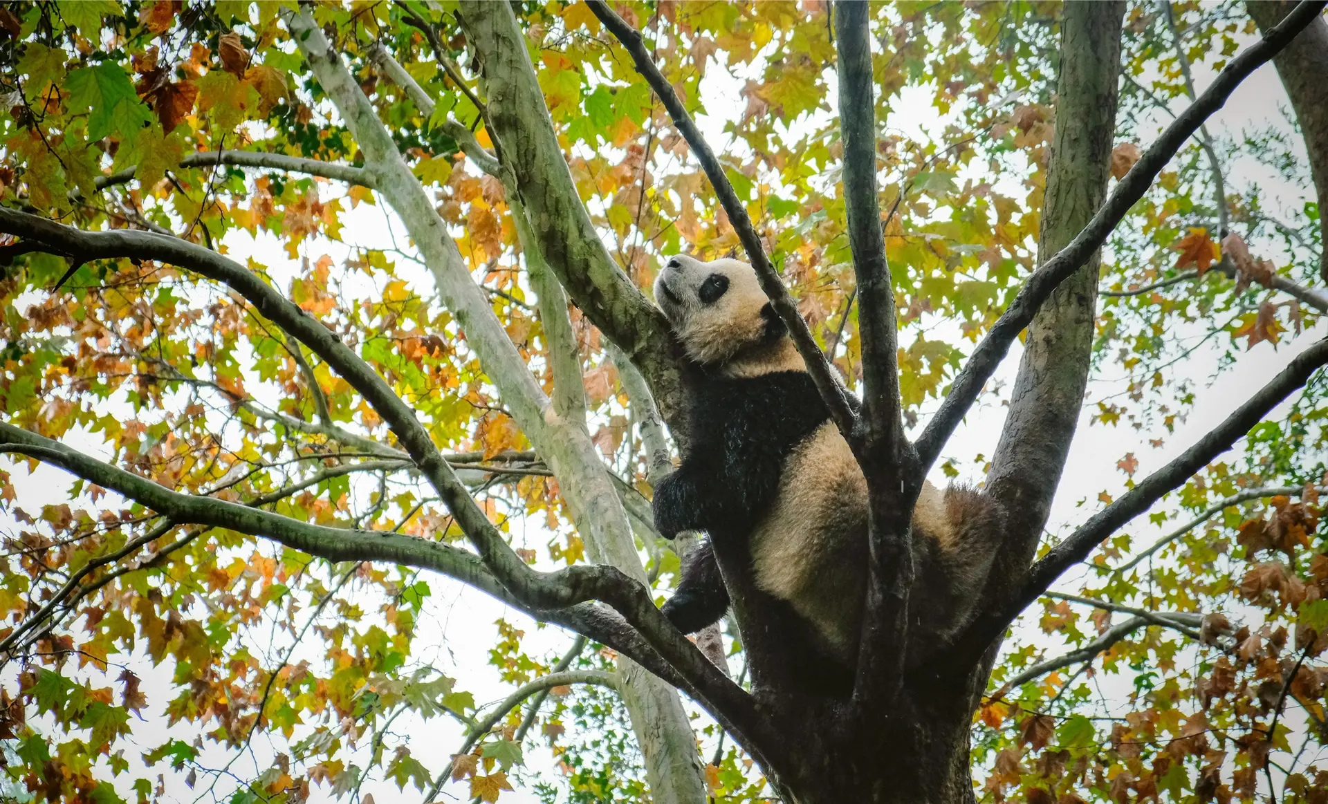 Wildlife Encounters, Laws & Conservation in Western China: A Field Guide